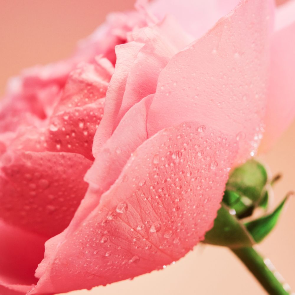 Jurlique Rose Body Lotion